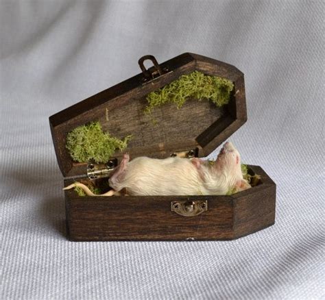 Reality Fragments Etsyifyourenasty Mouse Funeral Taxidermy Pet