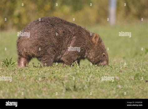 Common Wombat Kangaroo Valley Nsw Australia Stock Photo Alamy