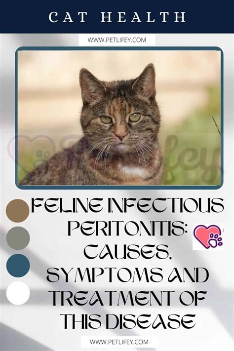 Feline Infectious Peritonitis Causes Symptoms And Treatment Of This