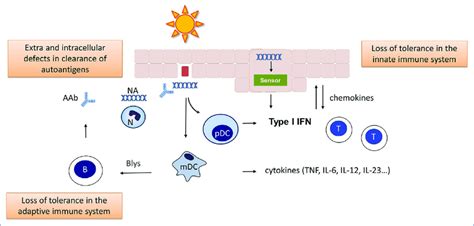 Pathogenesis Of Cutaneous Lupus Erythematosus Le In Cutaneous Le