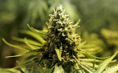 Weed Marijuana Trippy Cannabis Plant Rasta Psychedelic