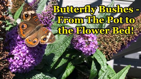 Transplanting Butterfly Bushes From Pot To Soil Youtube