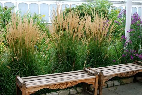 A fan favorite botanical, feather reed grass dances with every breath of wind to create peaceful, living landscapes. Phipps Conservatory in Fall | Outdoor gardens landscaping ...