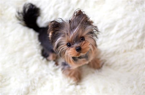 Crate Training A Yorkie Puppy How To Quickly Crate Train Your Dog