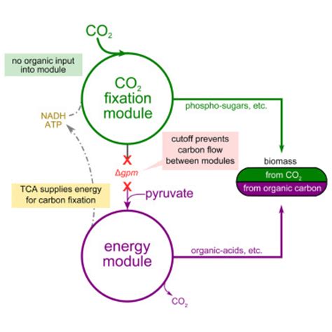 The most prominent example is photosynthesis, although chemosynthesis is another form of carbon fixation that can take place in the absence of. Scientists Engineer E. coli to Make Sugar From Carbon Dioxid