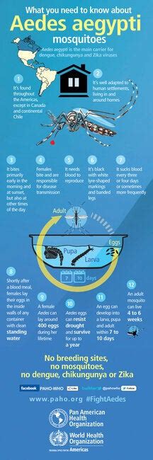 Caribbean Mosquito Awareness Week 2017 Infographic What You Need To