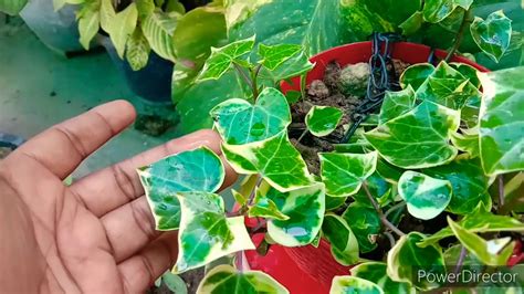 How To Grow And Care English Ivy With Cutting Tips Also Indoor Plant