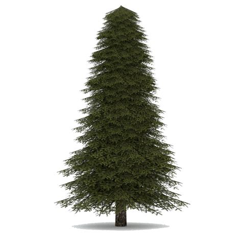Collection Of Evergreen Tree Png Hd Pluspng