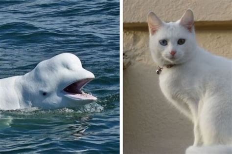 Картинки Beluga Cat