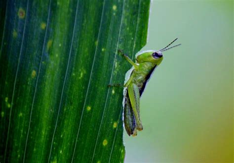 Locusts and other species of grasshoppers can be quite a nuisance to farmers. Did you know plants send out signals? - Phytl Signs