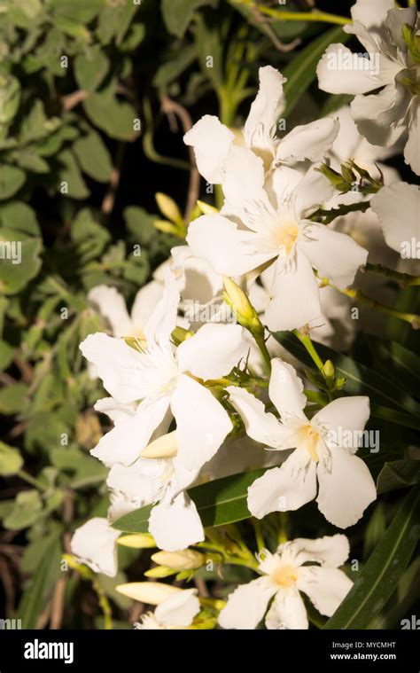 Black Oleander Hi Res Stock Photography And Images Alamy