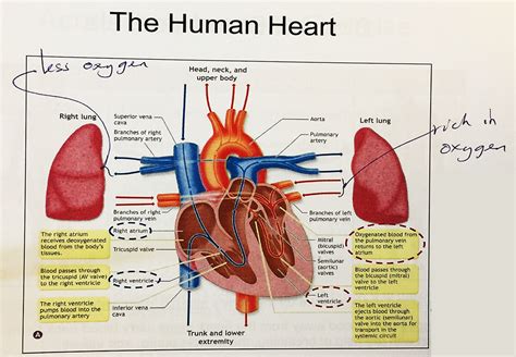 Chart Of Human Heart