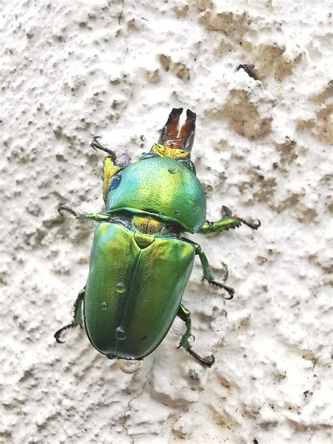 Iridescent Green Christmas Beetle The First Ive Seen In A Long Time