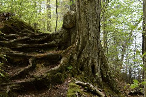 20 Reasons Why Forests Are Important