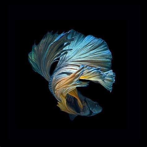 Free Download Iphone 6s Announced With Betta Background Live Tropical