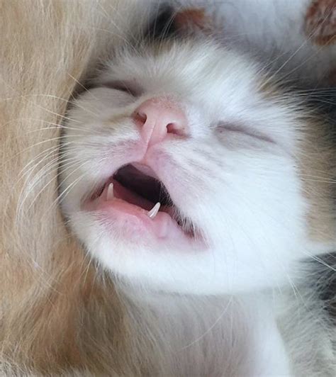 17 Things That Prove Cats Really Are The Cutest Specimens On The Planet