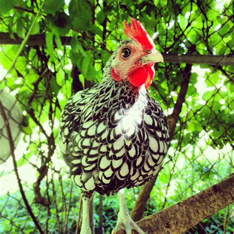Golden Laced Sebright Backyard Chickens Learn How To Raise Chickens