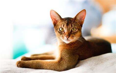 Most Unique Cat Breeds