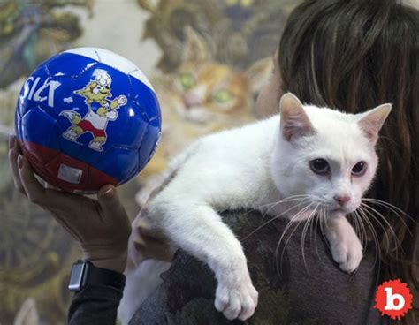 russian psychic cat achilles predicts 1st world cup victor