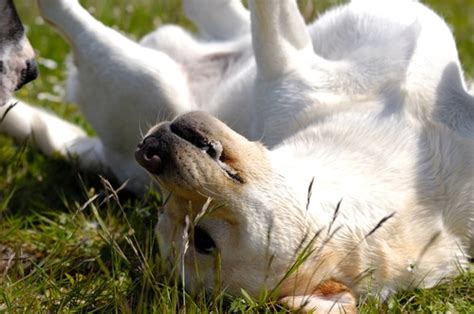 Many dogs do this daily if given the opportunity. How I Cured My Dog's Yeast Infection Naturally | Keep the ...