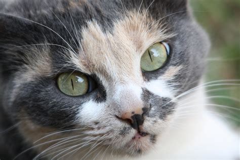 Check spelling or type a new query. Which antibiotic works best for feline URI in shelter cats ...