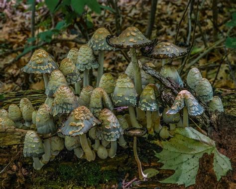 Fungus On The Shady Forest Floor By Dennis Hoyne On Capture Minnesota