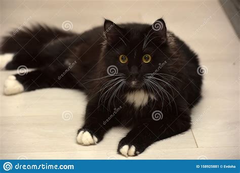 Black And White Beautiful Sleek Fluffy Cat Stock Image Image Of