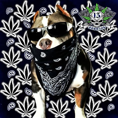 Pitbull Gangster Sur 13 Lowrider Art Grey Artwork Bulldog Art