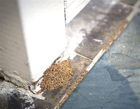 Do your own termite control! Termites in San Diego: what to look for - Ask Mr. Little