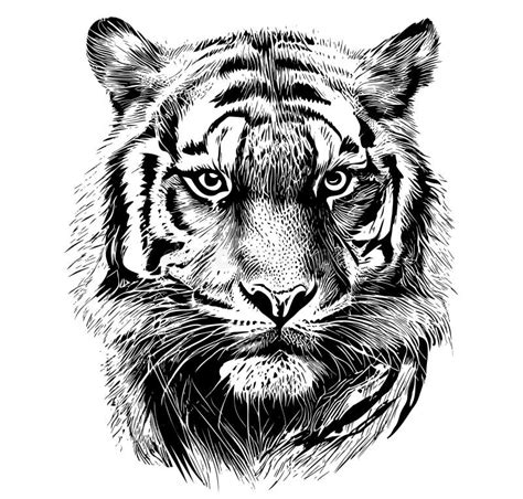 Tiger Face Sketch Hand Drawn In Cartoon Style Vector Illustration Stock