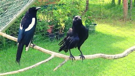 Magpies And Crows Getting Along Youtube