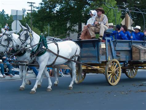 A Matched Team Of White Mules Pull A Wagon In The Parade A Flickr
