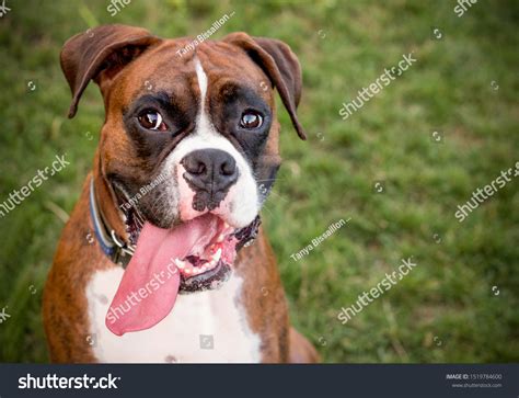 Boxer Dog Very Long Tongue Dog Stock Photo 1519784600 Shutterstock