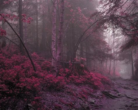 Лес дорога мрачно багряный осень дремучий туман обои для рабочего