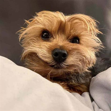 Yorkies And Their Cute Ears All You Need To Know • Yorkies Gram