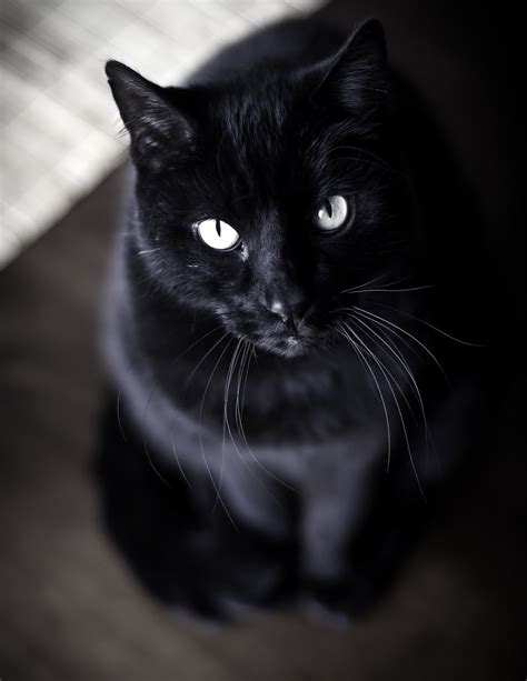 Kimkwidmarkpet Photography Handsome Black American Short Haired Cat Omaha
