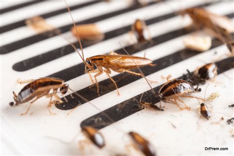 7 Signs Of Cockroach Infestation And How To Get Rid Of Them