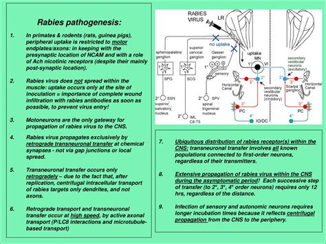 PPT - Rabies Virus PowerPoint Presentation, free download - ID:1441557