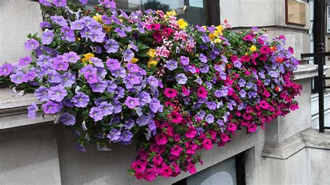 Krankheiten und schädlinge können aber trotzt bester bedingungen und pflege auftreten. Blumenkästen bepflanzen: So klappt es mit der Blütenpracht