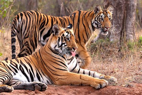 In India Hope Builds For A ‘golden Era Of Tiger Conservation