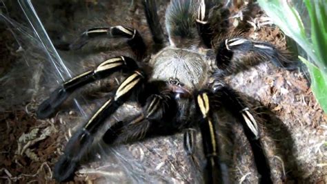 African grey parrot eggs baby green wing macaw ball python beetles binturong baby blue tarantula boer goat british shorthair kitten brown tarantula buy congo african grey parrot eggs online | fertile parrot eggs for sale chaco mousy brown tarantula. Skeleton Tarantula molt! Look at those legs! - YouTube