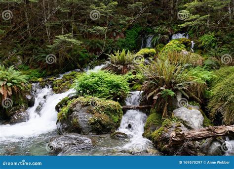 Waterfalls Cascade Down Through Green Mossy Rocks Stock Image Image