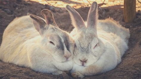 male and female rabbits differences what you need to know