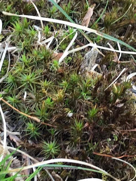 Photo Of The Entire Plant Of Common Haircap Moss Polytrichum Commune