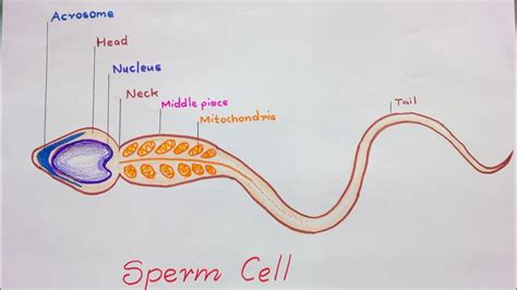 Draw A Neat Labelled Diagram Of A Human Sperm Knowledgeboat The Best
