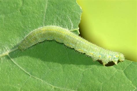 White rice, white bread, potatoes, pasta, sweets: Controlling Cabbage White Butterflies in Tasmanian ...