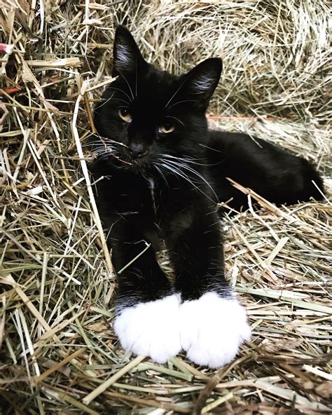 Barn Cat Bits Lounging On The Hay Cats