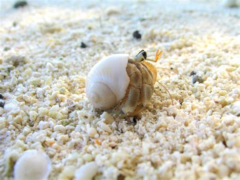The hermit crab looks like have their own shells but that actually borrowed from others. 4 Low-Maintenance Pets for Kids - HWP Insurance
