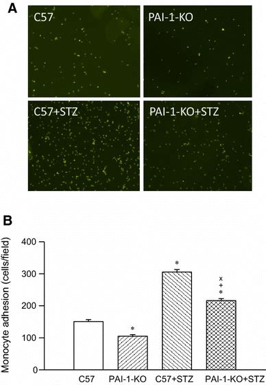 Monocyte Adhesion To Aortae From Pai 1 Ko Mice With And Without
