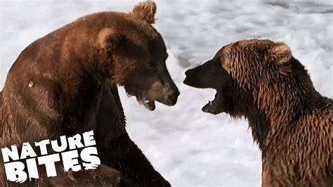 Epic Alaskan Grizzly Bear Fight Nature Bites Youtube